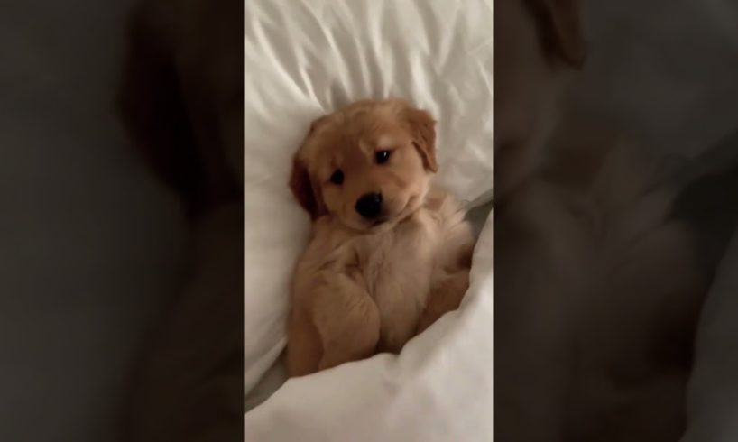 Cutest Puppy 😍 #shorts