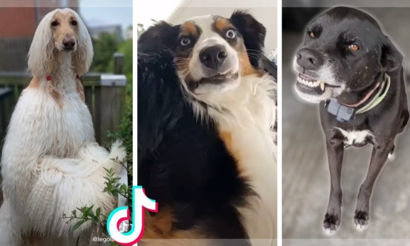 Cutest puppies and funniest animals. Funny & Cute TikTok Animal Compilation (Tik Tok Memes)