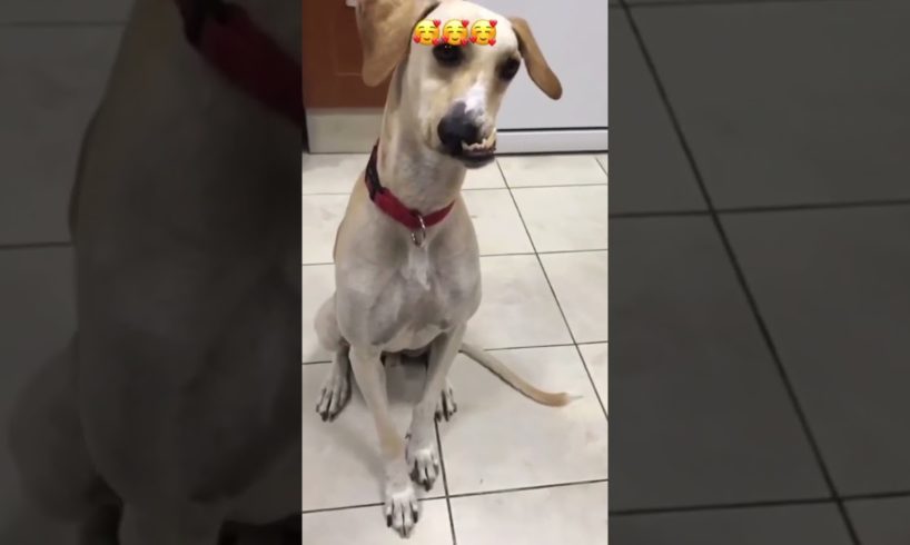 Cutest puppies compilation #shorts#cute#adorable #dog#pet#puppy ##love