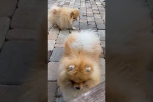 Cutest puppies #cute #puppiesofinstagram #instagram #puppies #kidsvideo #viral #tiktok #youtube