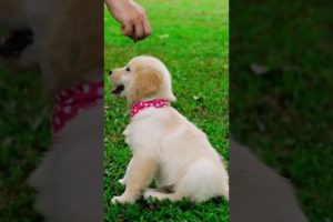 Cutest puppies ever 🐶 aww pets - watch it when you’re stressed and tired