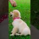 Cutest puppies ever 🐶 aww pets - watch it when you’re stressed and tired