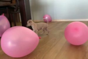 Cutest puppies playing with balloons