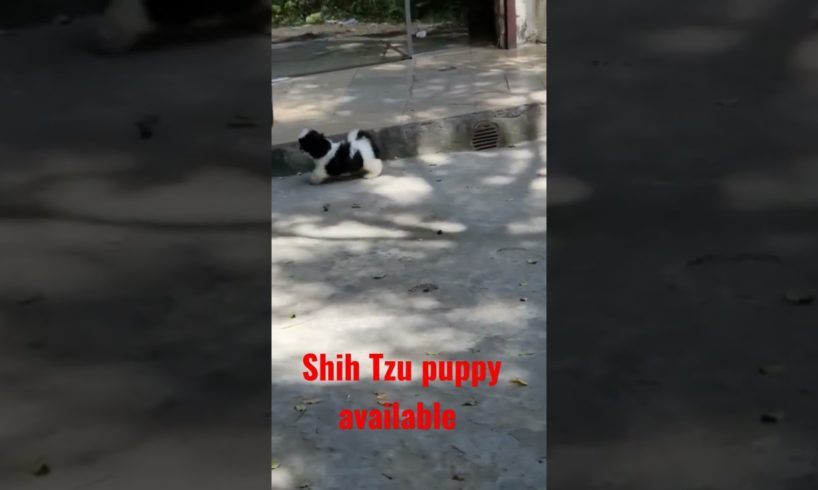 Cutest puppy ever 😍#viral #shorts #pets
