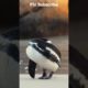 Cutie Penguin!! Ohhh So Sweet 💖💖💖 #animals #shorts #youtubeshorts