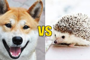 DOG vs HEDGEHOG | Animals Talking with Subtitles