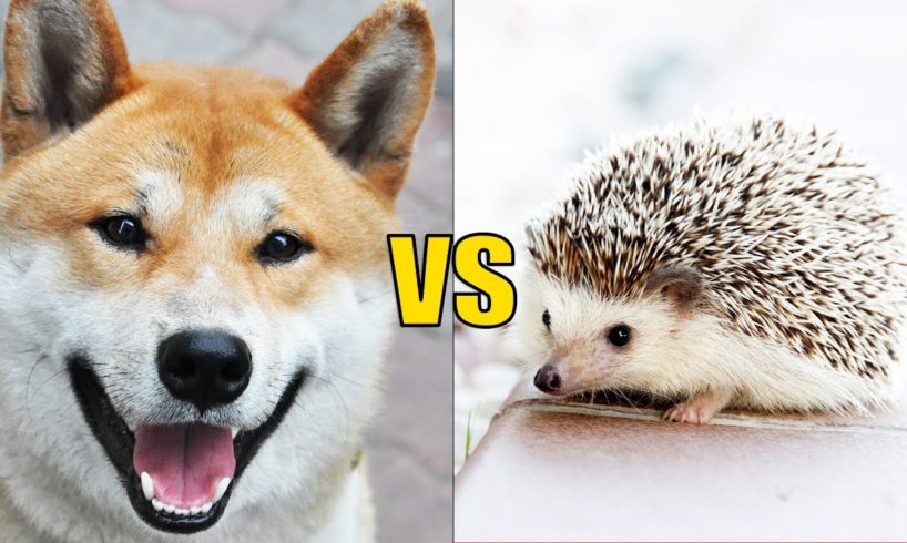 DOG vs HEDGEHOG | Animals Talking with Subtitles
