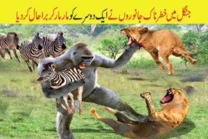 Dangerous Animals | Deadliest Fight between Wild Animals | خطرناک جانور | ABR Kohati TV