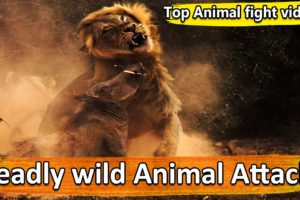 Deadly Wild Animal Attacks | wild animal fights | amazing animal videos