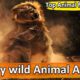 Deadly Wild Animal Attacks | wild animal fights | amazing animal videos