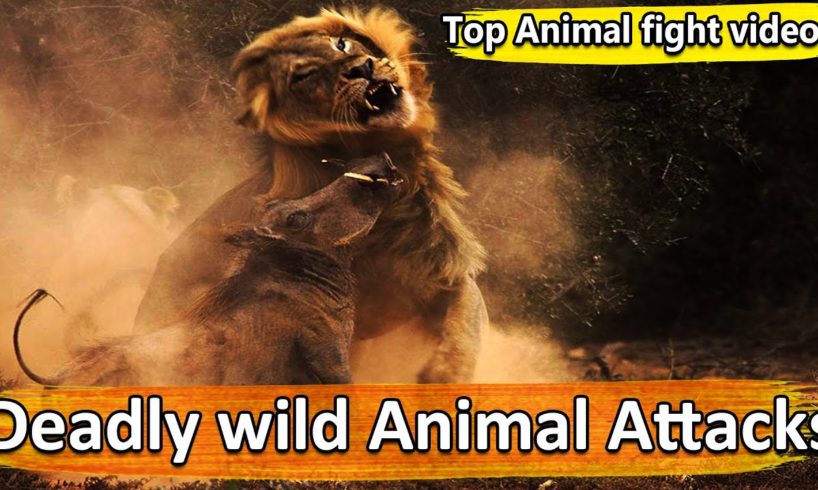 Deadly Wild Animal Attacks | wild animal fights | amazing animal videos