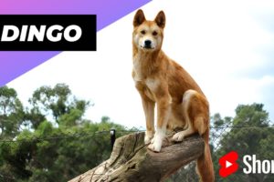 Dingo 🦊 One Of The Cute and Dangerous Animals In The World #shorts