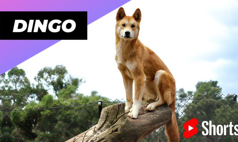 Dingo 🦊 One Of The Cute and Dangerous Animals In The World #shorts