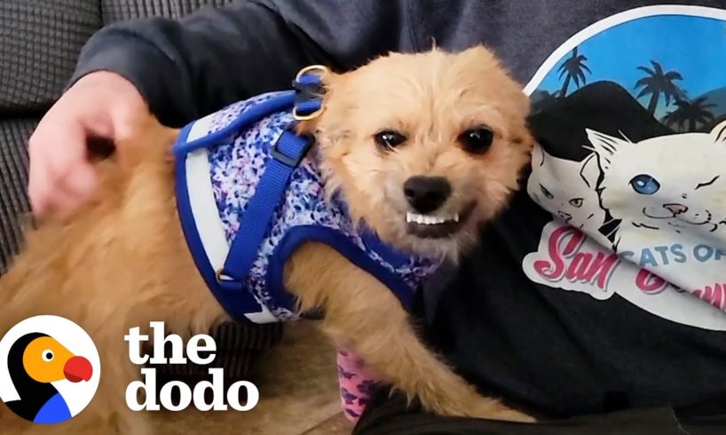 Dog Found In The Middle Of The Road Smiles Now | The Dodo Faith = Restored