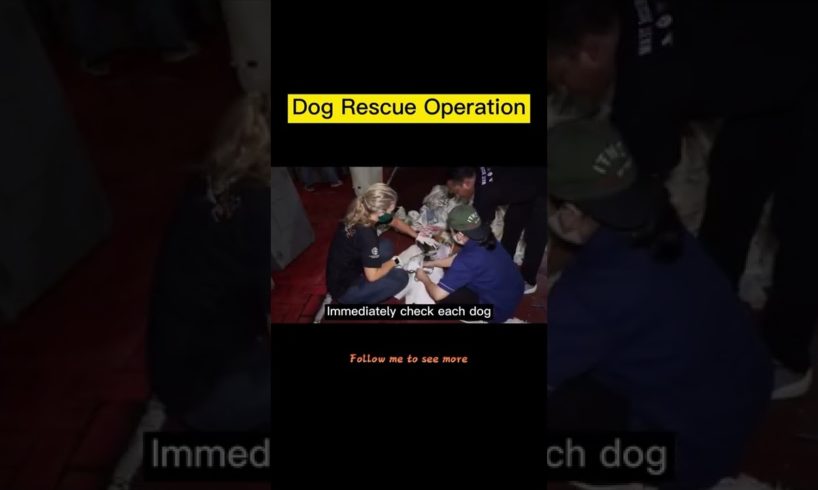 Dog Rescue