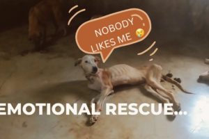 Dog Rescue Emotional | Dogs ke Halat Dekh kar Emotional ho Gaya