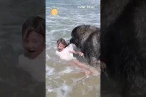 Dog Rescues Little Girl at the Beach | Shorts