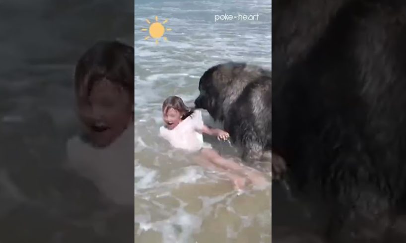 Dog Rescues Little Girl at the Beach | Shorts