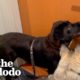 Dog Sprints Over To Knock On Her BFFs Door Every Night To Play | The Dodo