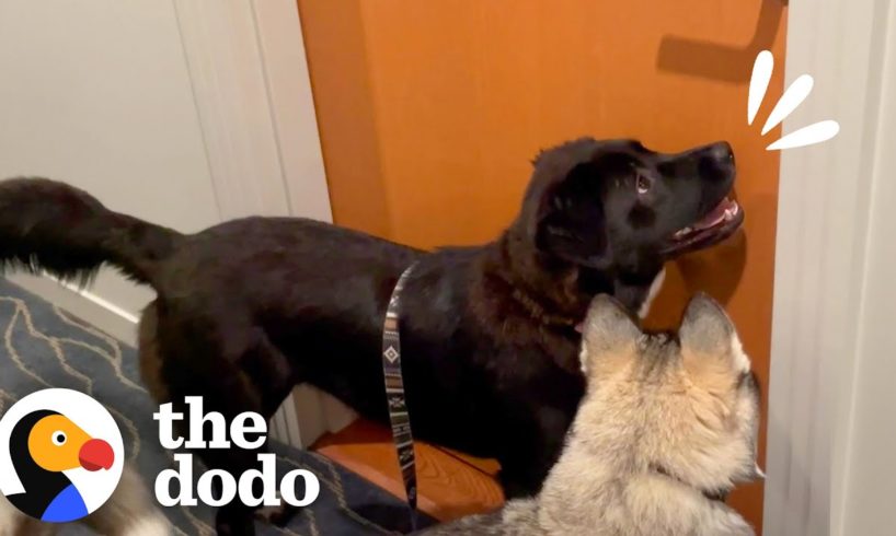 Dog Sprints Over To Knock On Her BFFs Door Every Night To Play | The Dodo