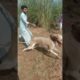 Dog kill human 😰😰😯 | Dog attack video on human #dogattack #doberman #dog #animals #dogshorts