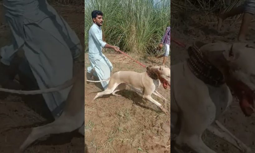 Dog kill human 😰😰😯 | Dog attack video on human #dogattack #doberman #dog #animals #dogshorts