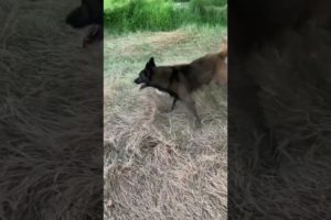 Dog life must be like this!#shorts #funnyvideo #shortvideo #malinois #animals #dog #germanshepherd