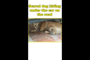 Dog rescue - Scared dog hiding under the car on the road
