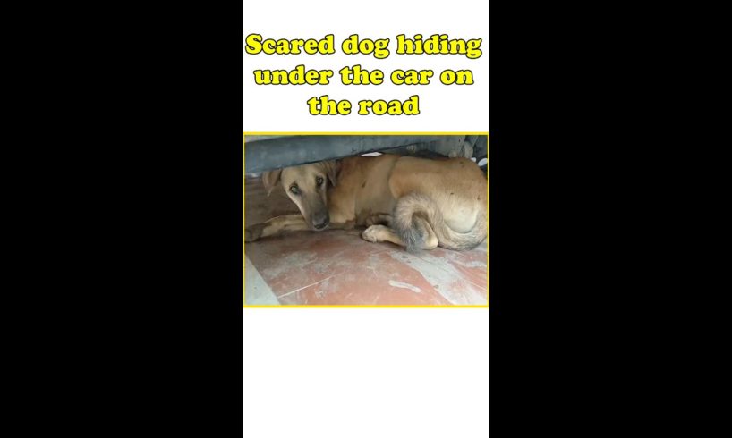Dog rescue - Scared dog hiding under the car on the road
