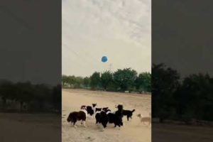 Dogs Playing with a Balloon Funny Pet Videos @mcclily #shorts #animals #tiktok #dog