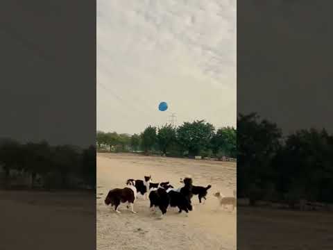 Dogs Playing with a Balloon Funny Pet Videos @mcclily #shorts #animals #tiktok #dog