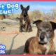 Dogs Stuck In Hot Desert Need Our Help! | Dodo Kids | Rescued!