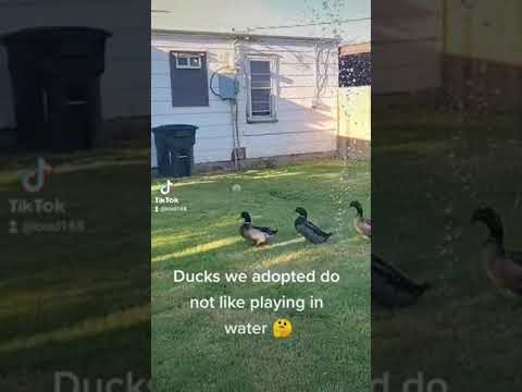 Ducks we adopted do not like playing in the water, not even in the pond