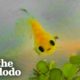 Dying Betta Fish Smiles at his Rescuer | The Dodo Little But Fierce