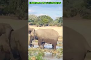 ELEPHANT KILLS CROCODILE. #elephant#kills#crocodile#top#best#of#the#world#animals#shorts#wildlife