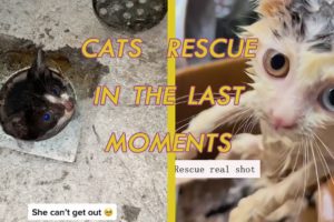 Emotional Cats Rescue Moments Compilation 2022 | Animal Rescue