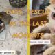 Emotional Cats Rescue Moments Compilation 2022 | Animal Rescue