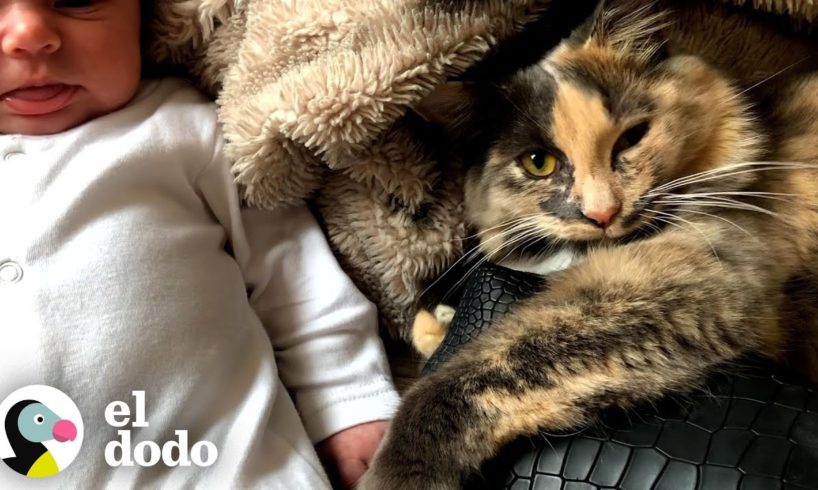 Esta gatita estaba obsesionada con la barriga embarazada de su mamá humana | Cat Crazy | El Dodo