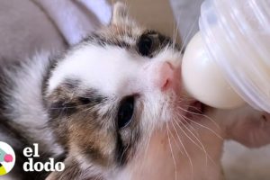 Este gatito tiene obsesión por... ¿los tampones? | El Dodo