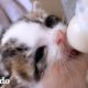 Este gatito tiene obsesión por... ¿los tampones? | El Dodo