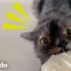 Este gato está obsesionado con el pan | Cat Crazy | El Dodo