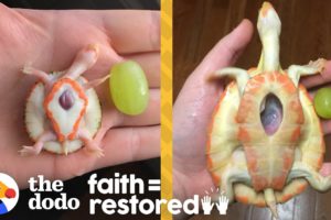 Exposed Heart Turtle Flaps Her Arms Whenever Her Dad Comes Near Her Tank | The Dodo Faith = Restored