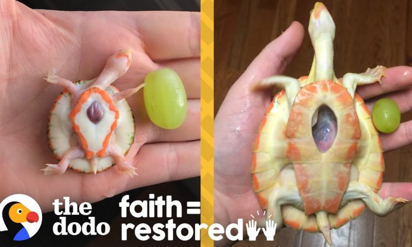 Exposed Heart Turtle Flaps Her Arms Whenever Her Dad Comes Near Her Tank | The Dodo Faith = Restored