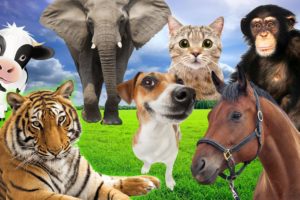 Familiar animals sound: horse, elephant, tiger, cow, duck, chicken, cat, dog - Part 2