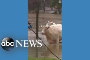 Farm animals rescued from floodwaters in Australia
