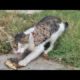 Feeding And Treating Cute Cats Living On The Street (Animal Rescue Video)