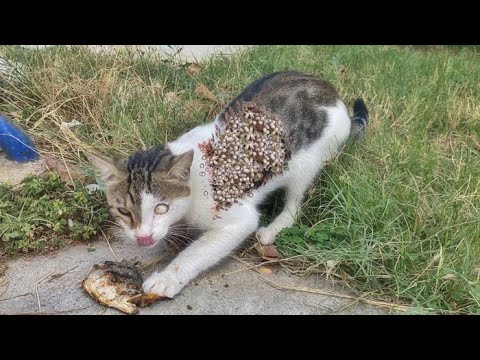 Feeding And Treating Cute Cats Living On The Street (Animal Rescue Video)