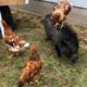 Fort Bend County family creates sanctuary for rescued animals with a large dose of love and humor