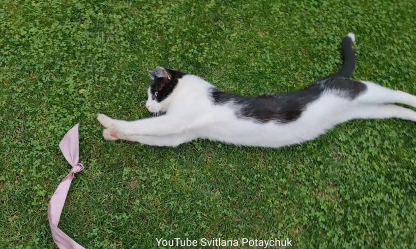 Funniest Animals So Fanny Cats The Cat does not want to play with the ribbon El gato no quiere jugar