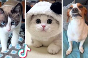 Funniest PET Videos Ever!! 😹 (Best Compilation of Funny ANIMALS) 😻